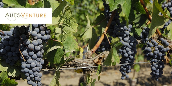 chile grapes