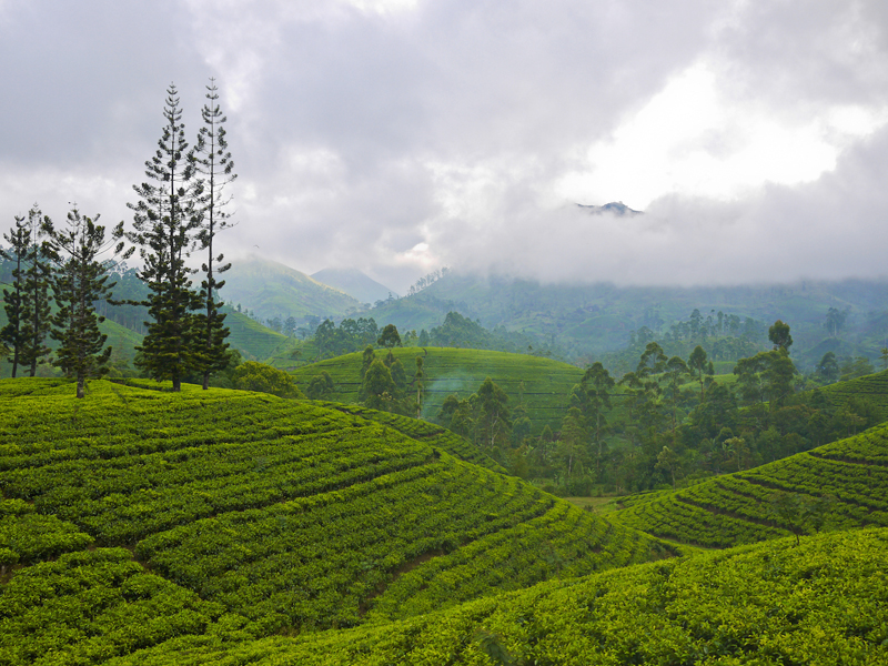 Sri Lanka Nuwara Eliya tea fields