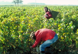 vinyards of burgundy