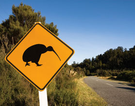 kiwi crossing