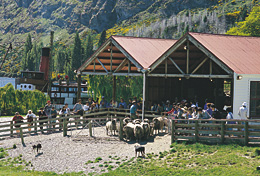 sheep shed